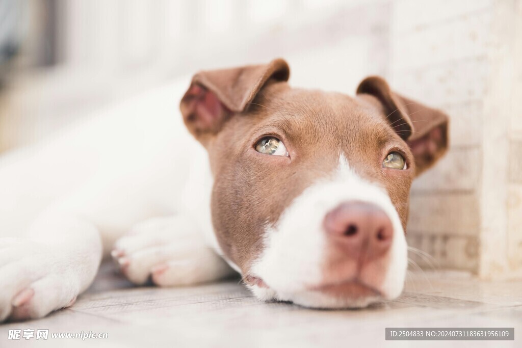 狗
