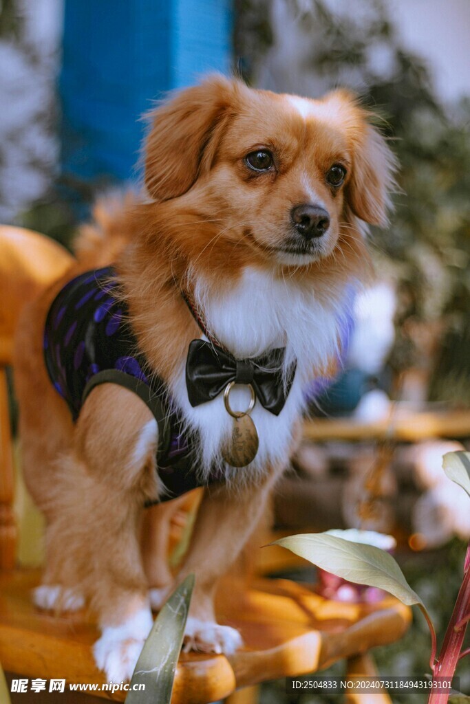 狗