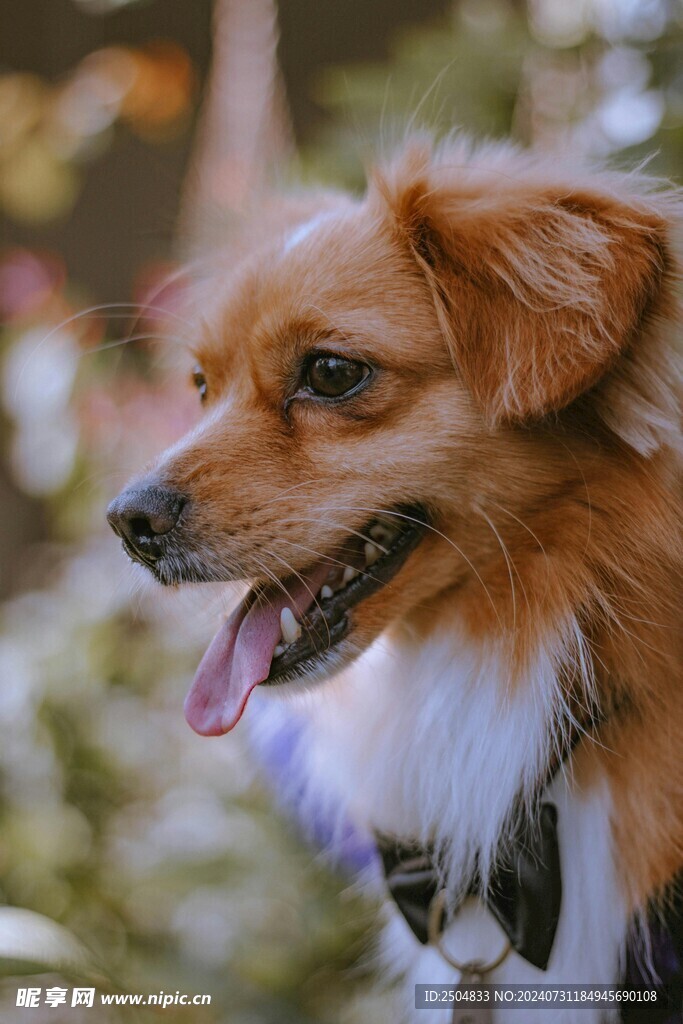 狗