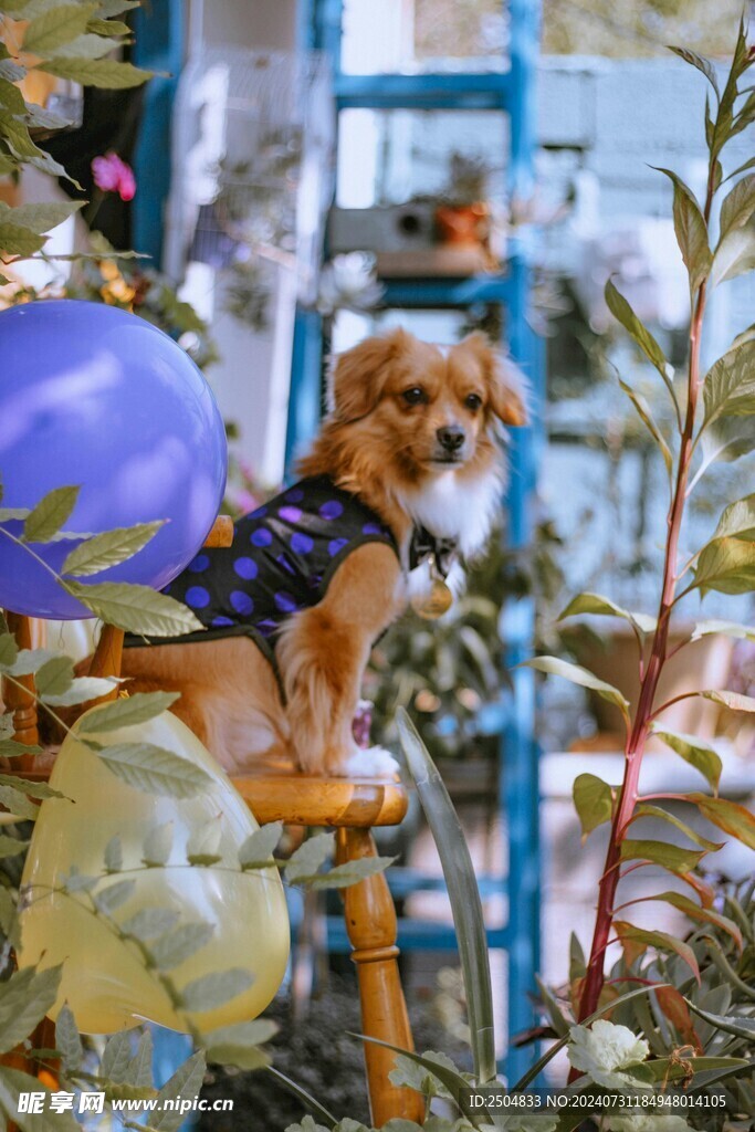 狗