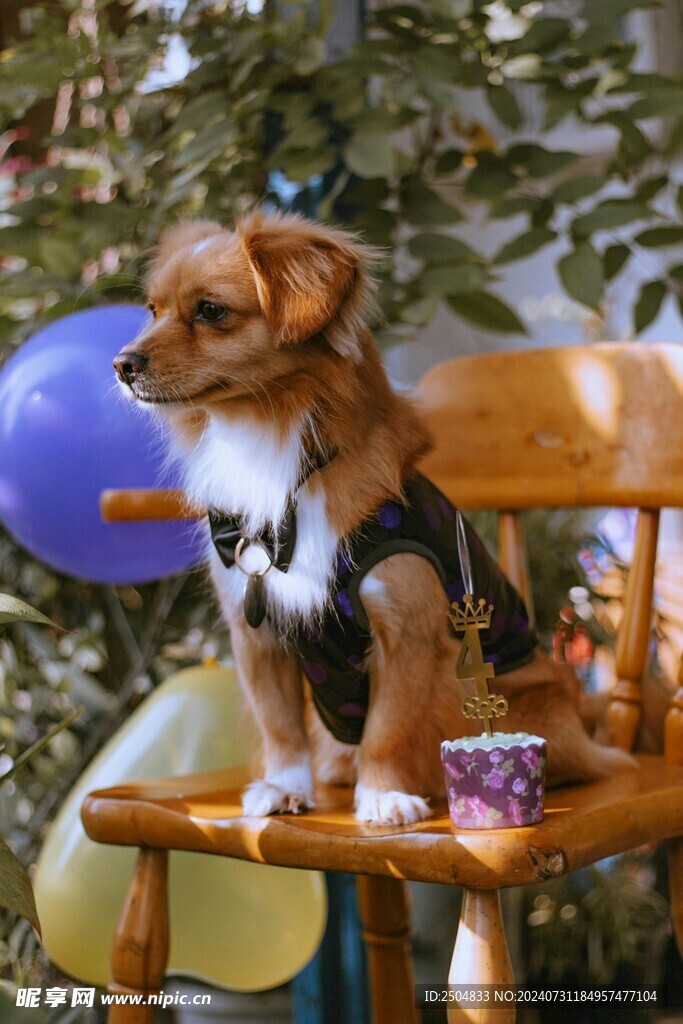 狗
