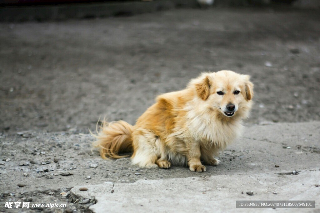 狗