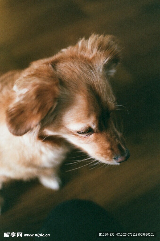 狗