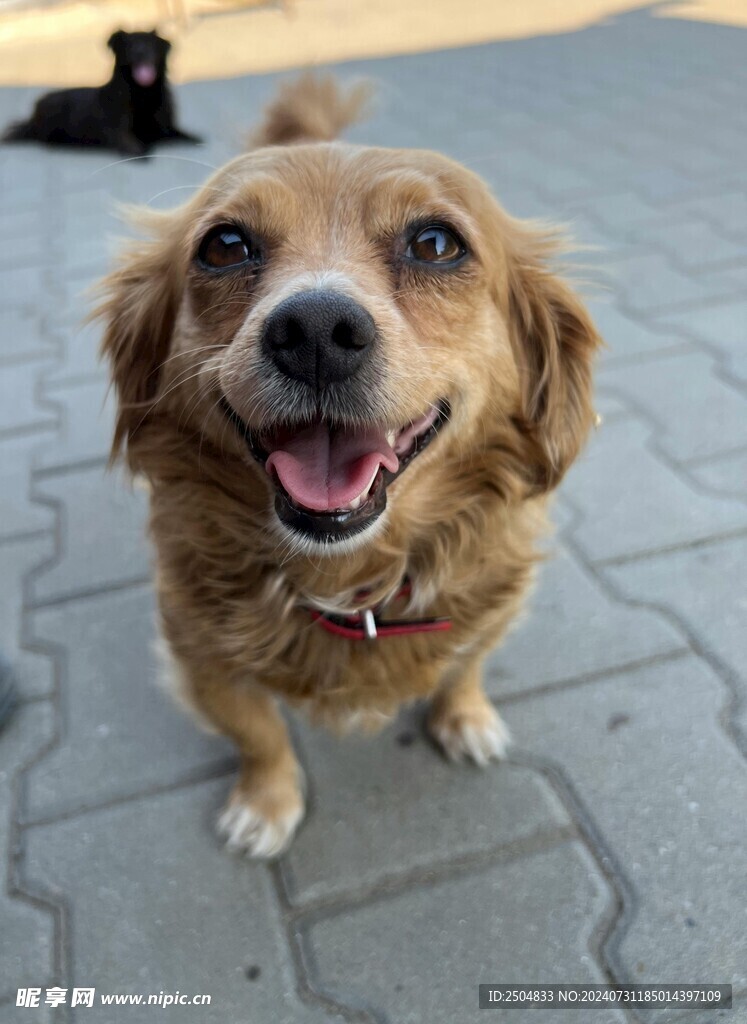 狗