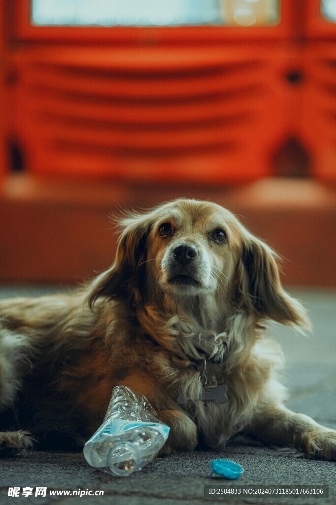 狗