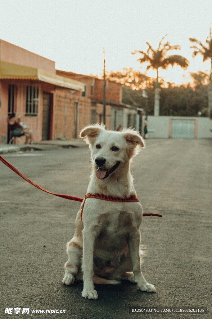 狗