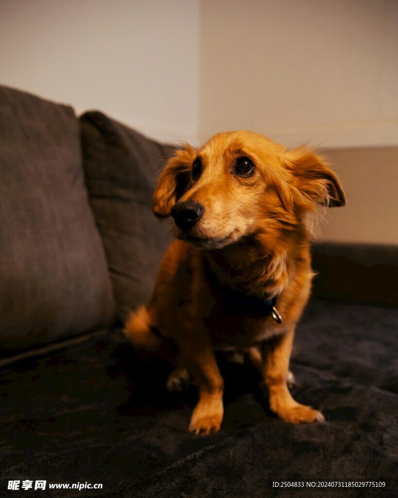 狗