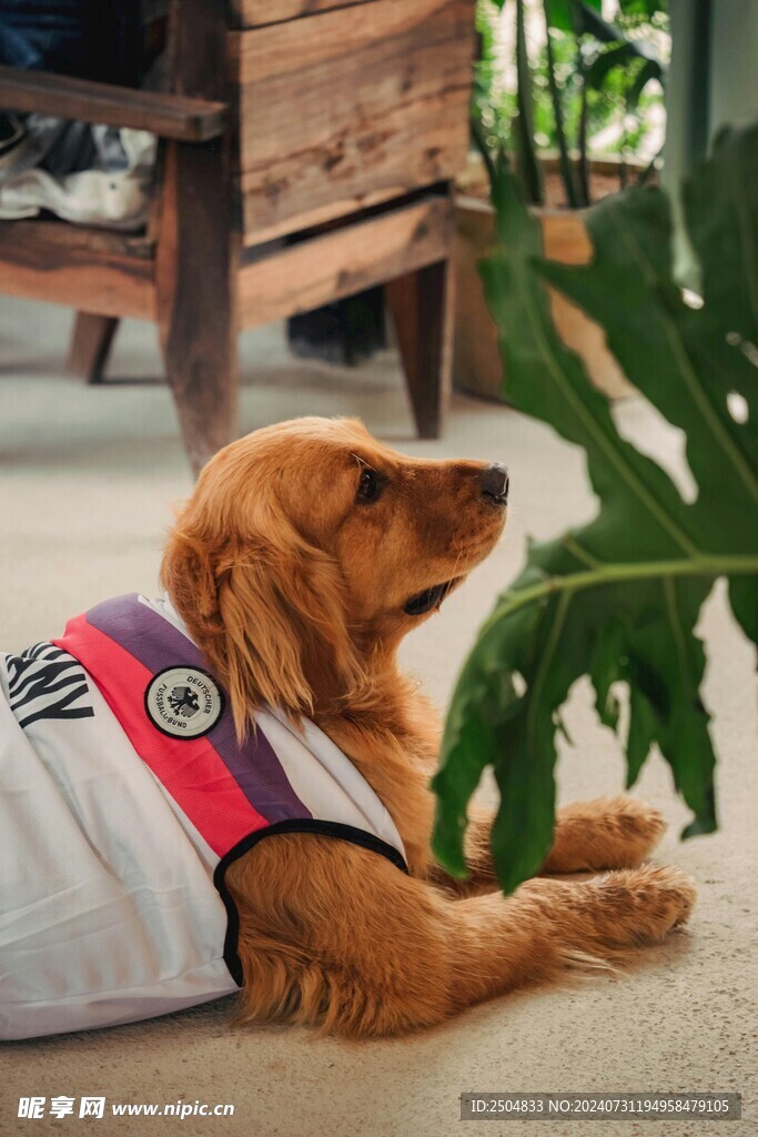 狗