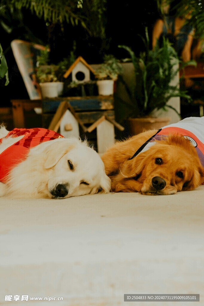 狗