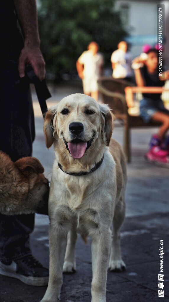 狗