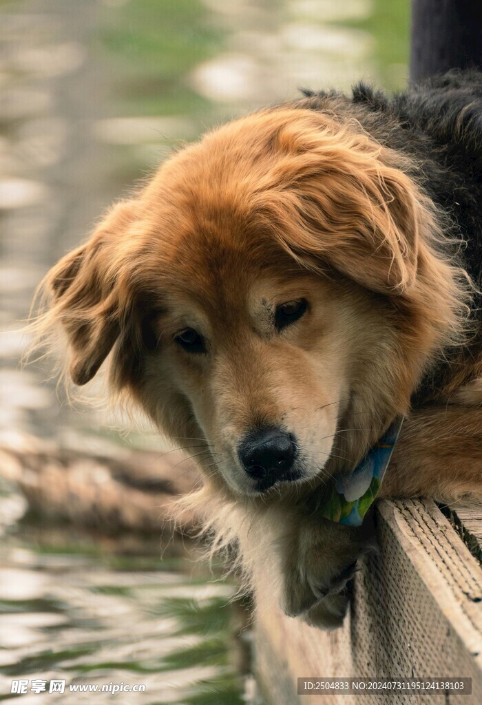 狗
