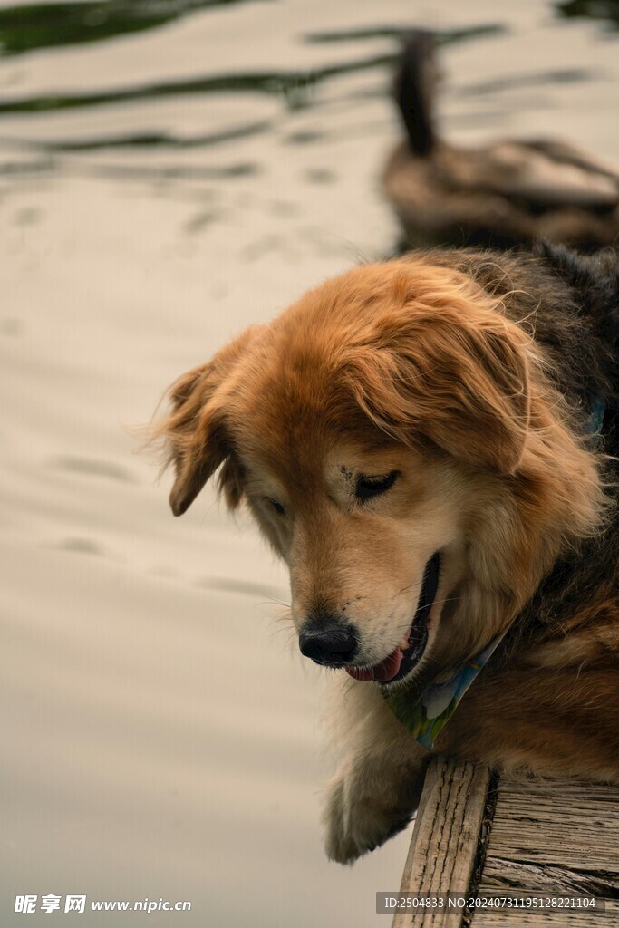 狗