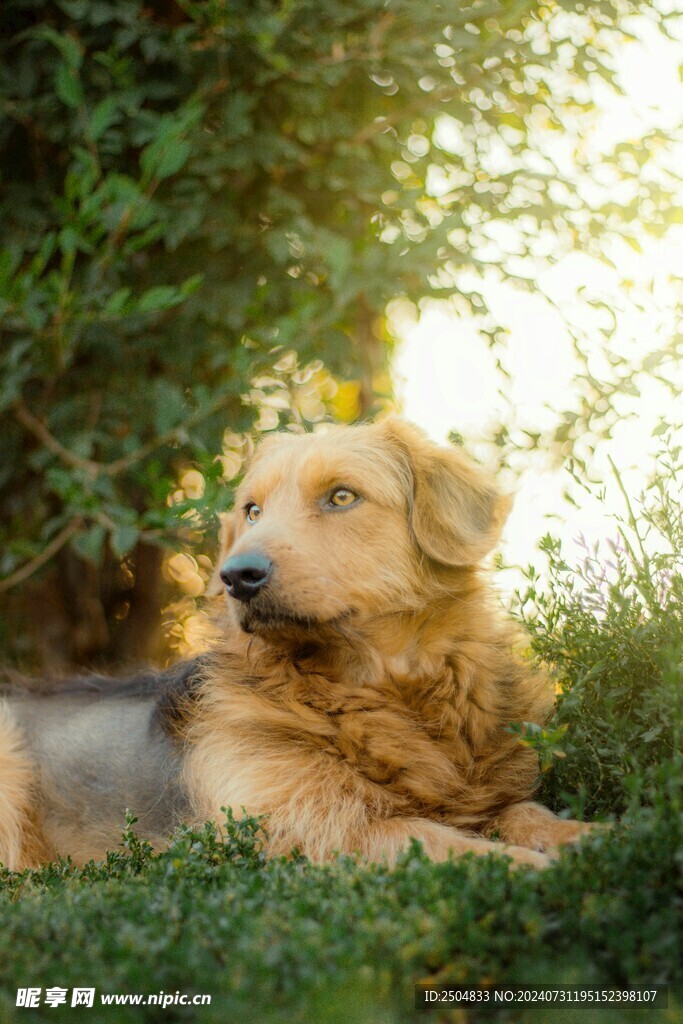 狗