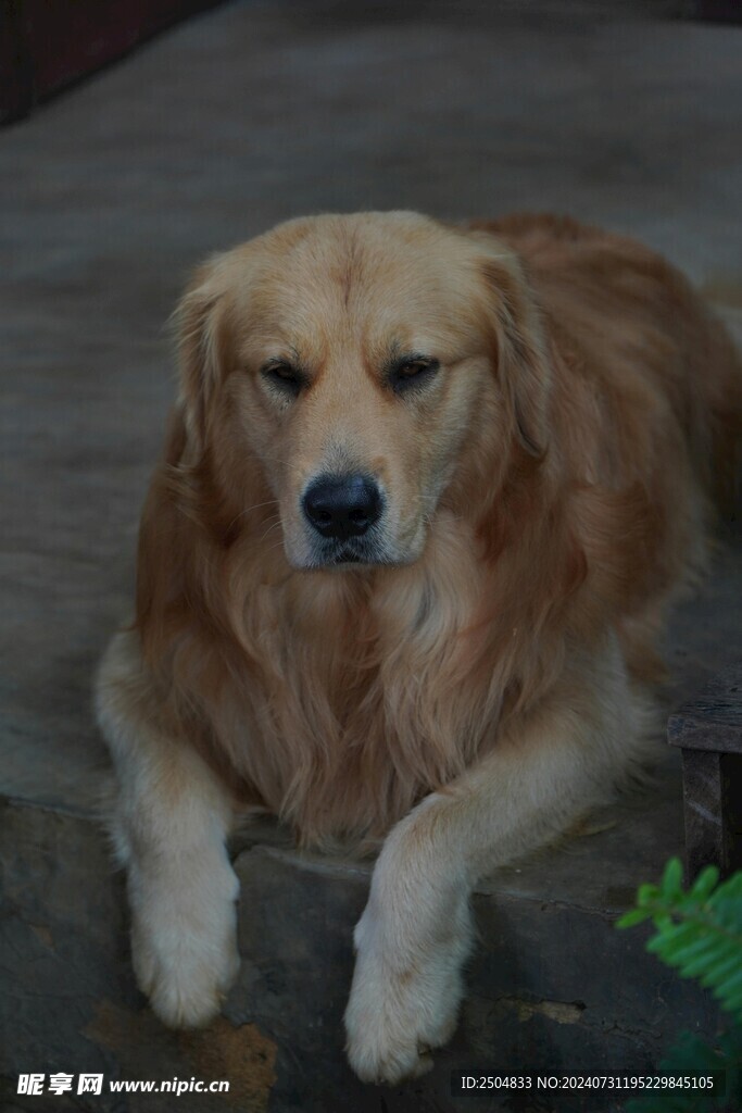 狗