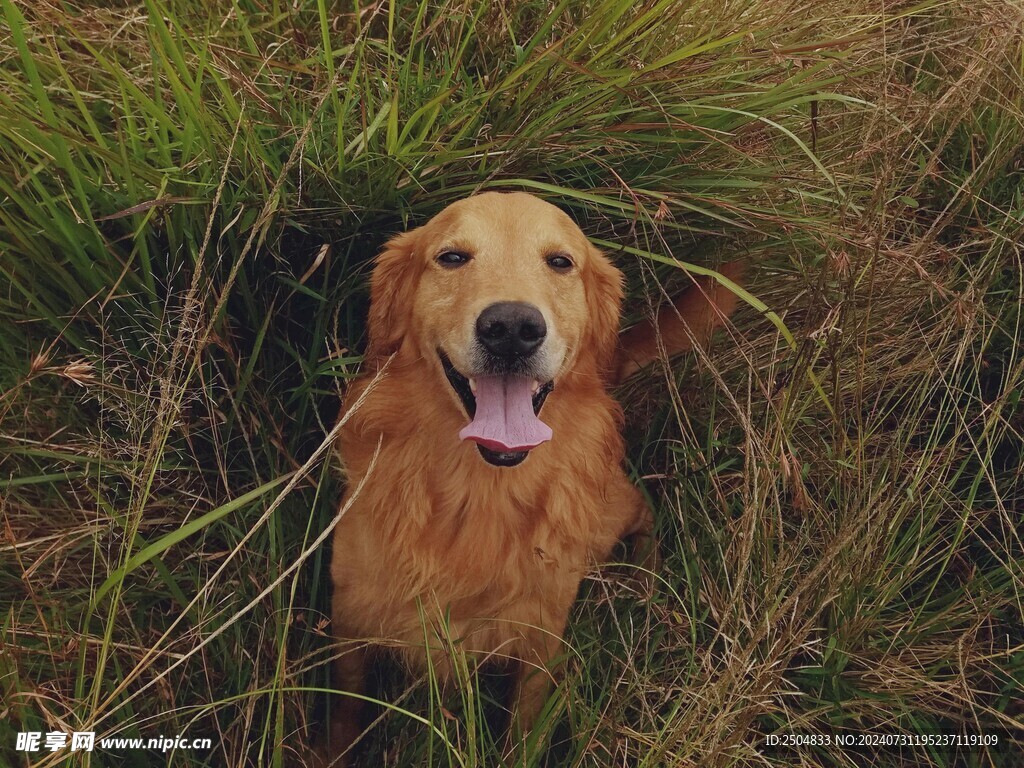 狗