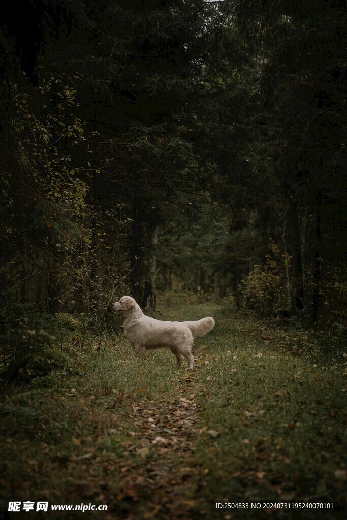狗
