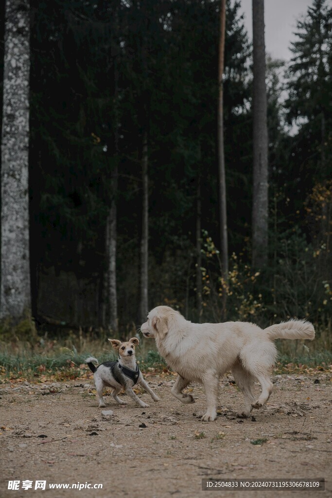 狗