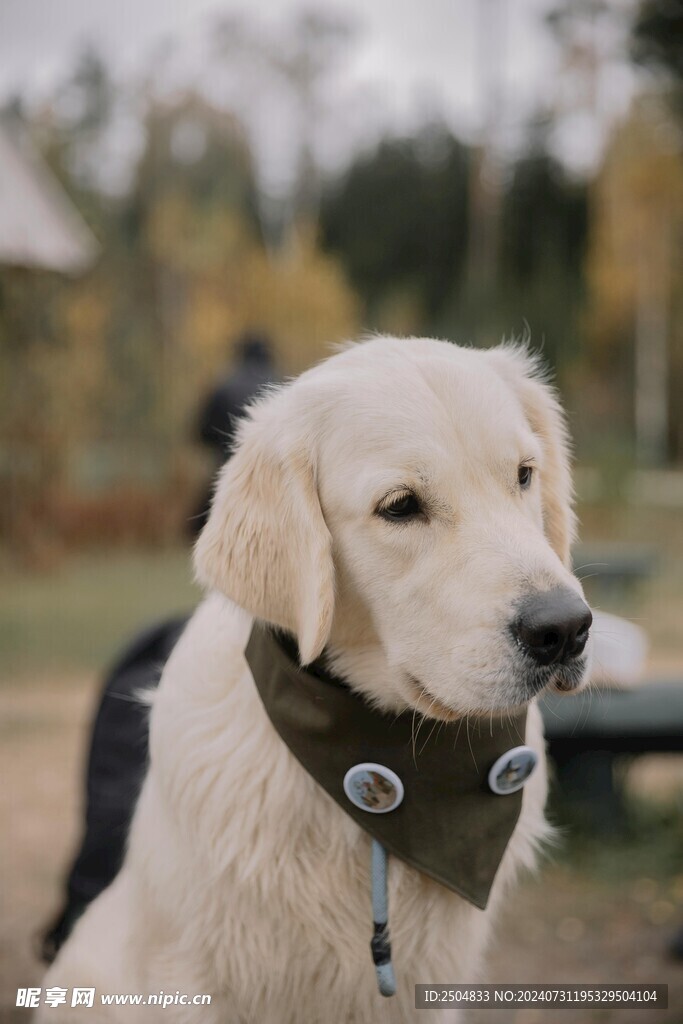 狗