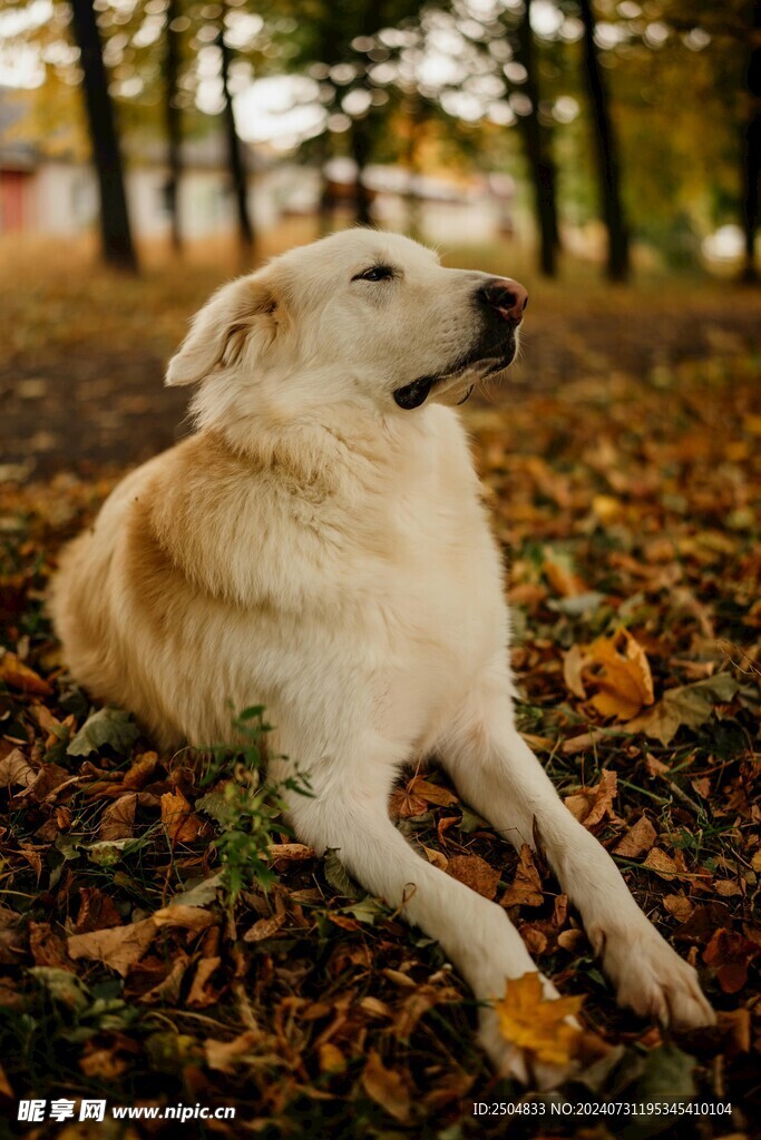 狗