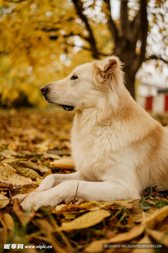 狗