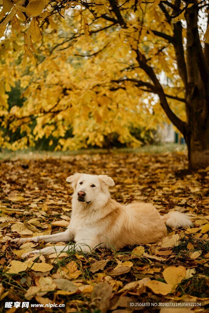 狗