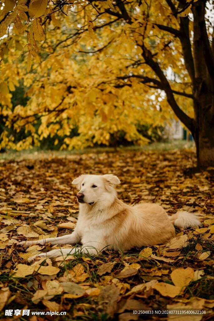狗