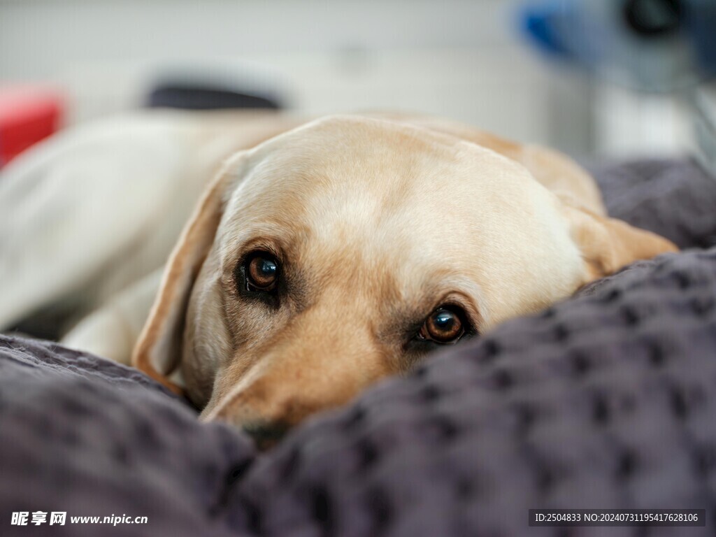 狗