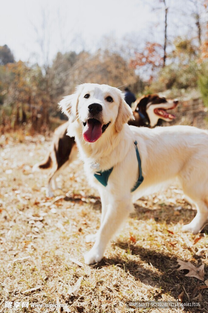 狗