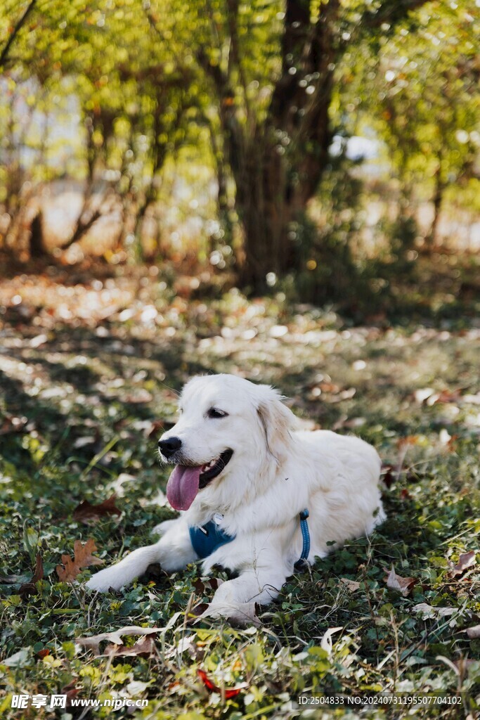 狗