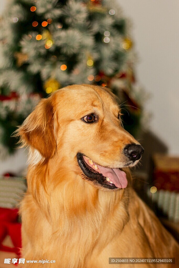 狗