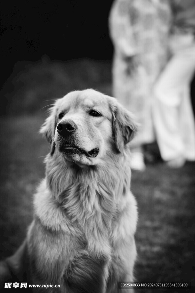 狗