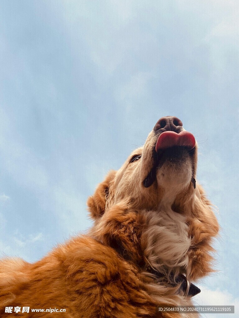 狗