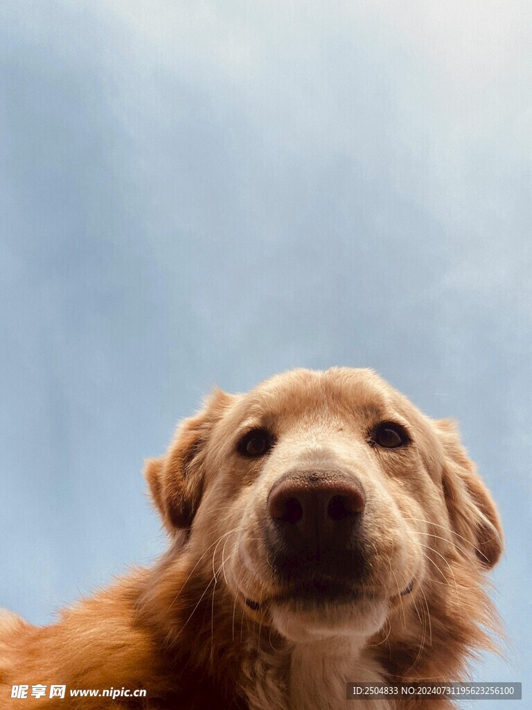 狗