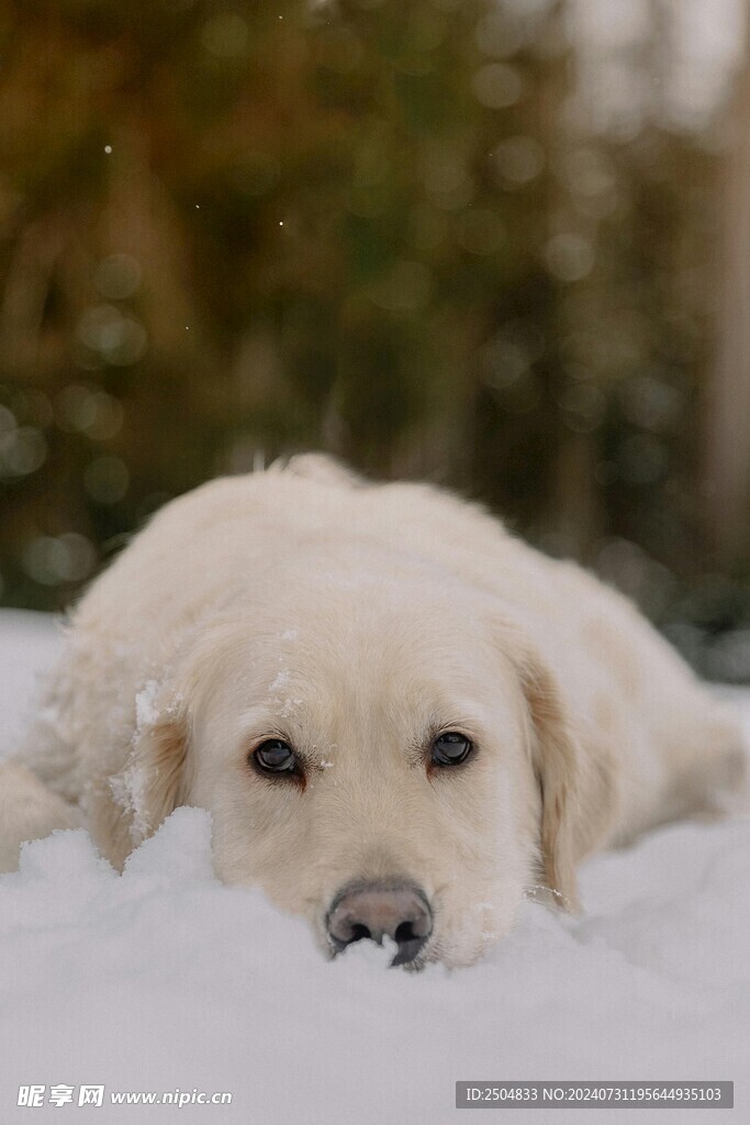 狗
