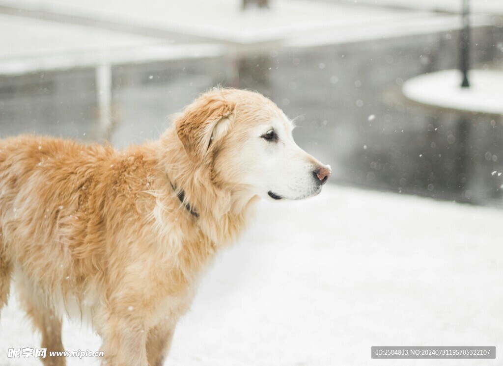 狗