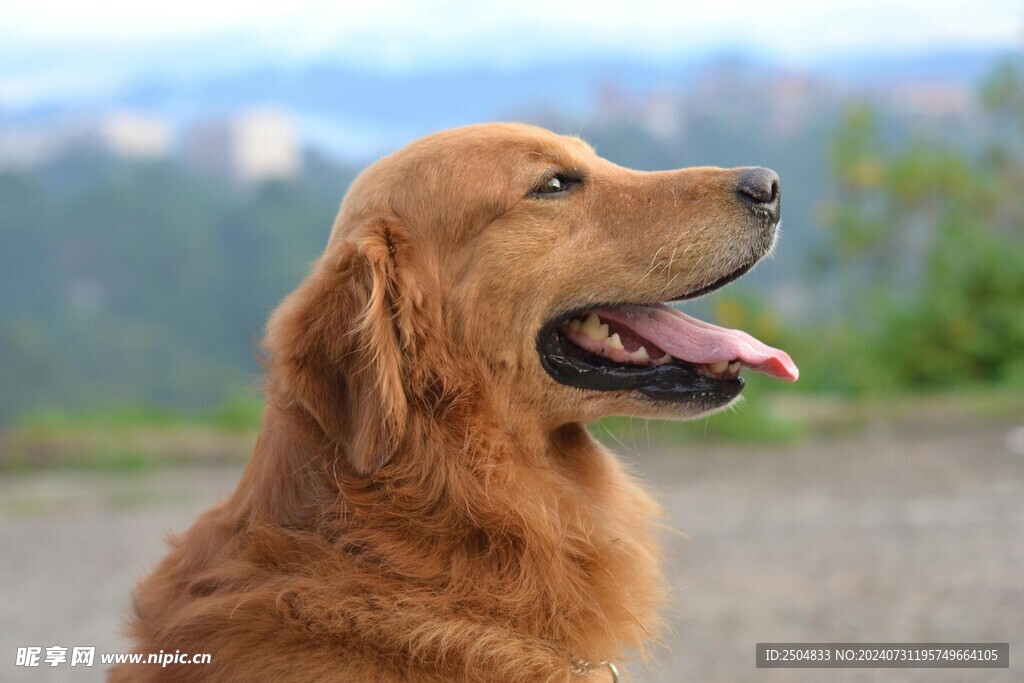 狗