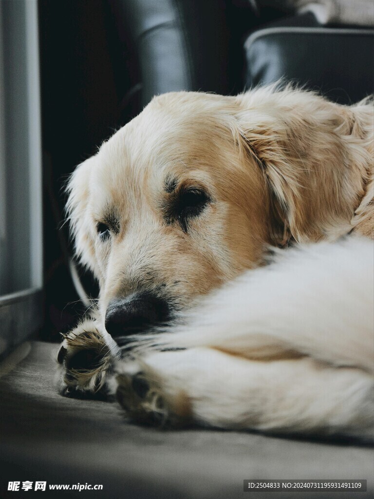 狗