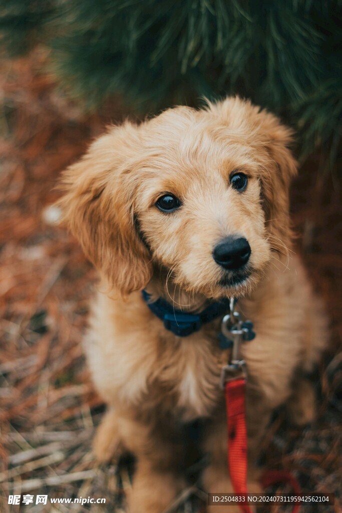 狗