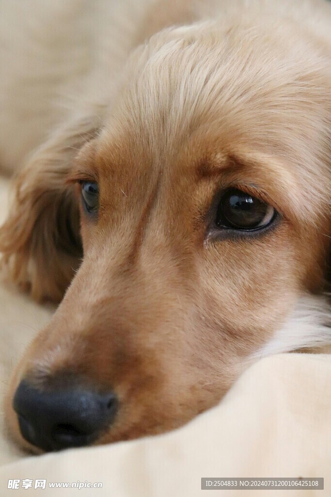 狗