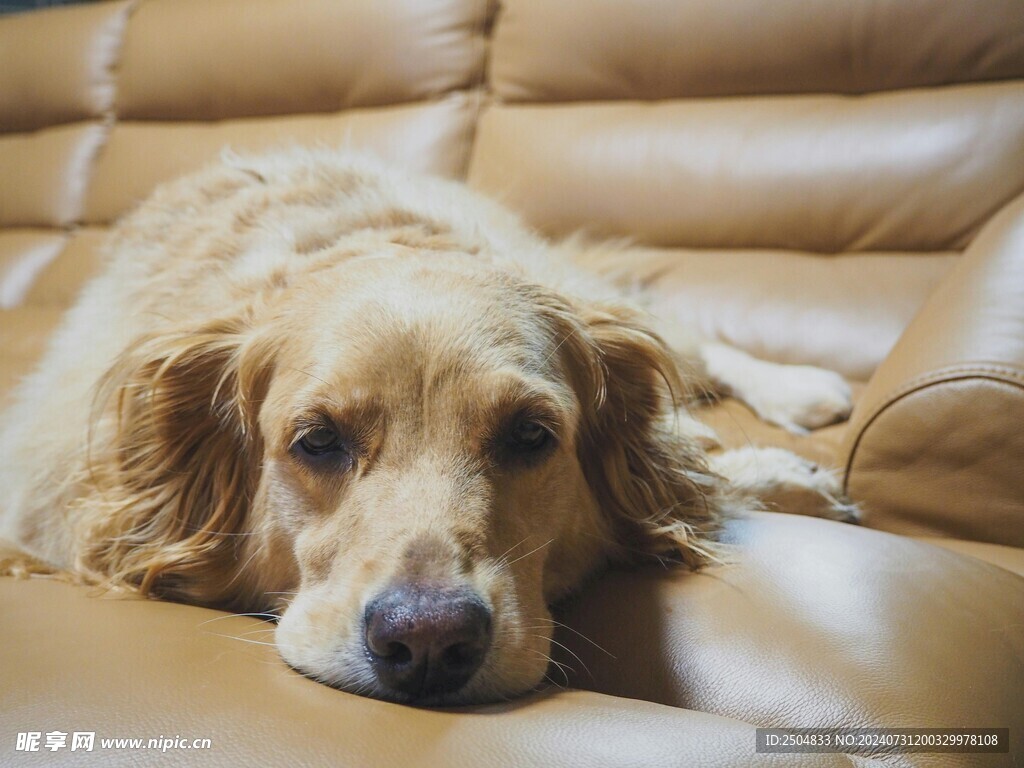 狗