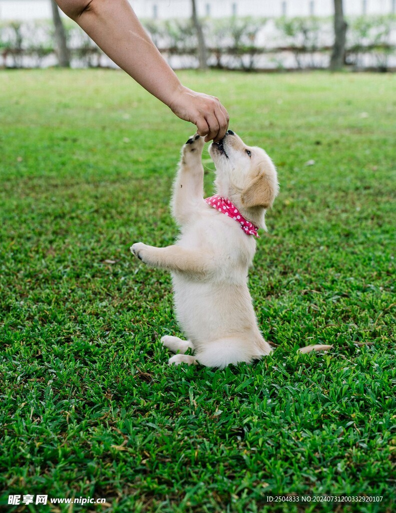 狗