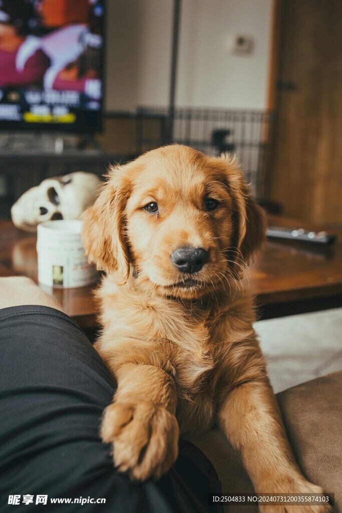 狗
