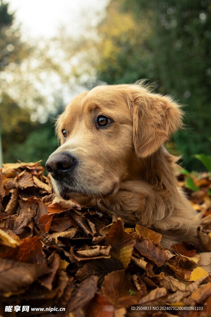 狗
