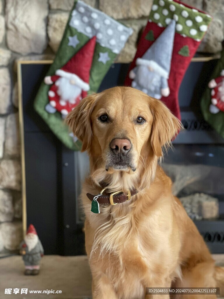 狗