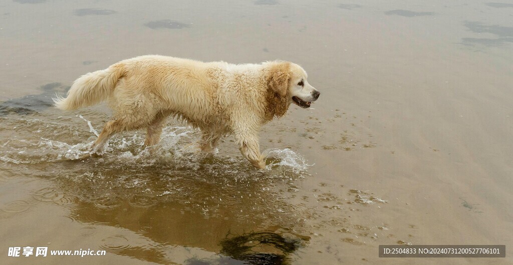 狗