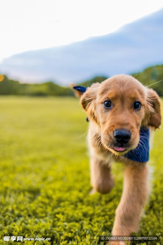 狗