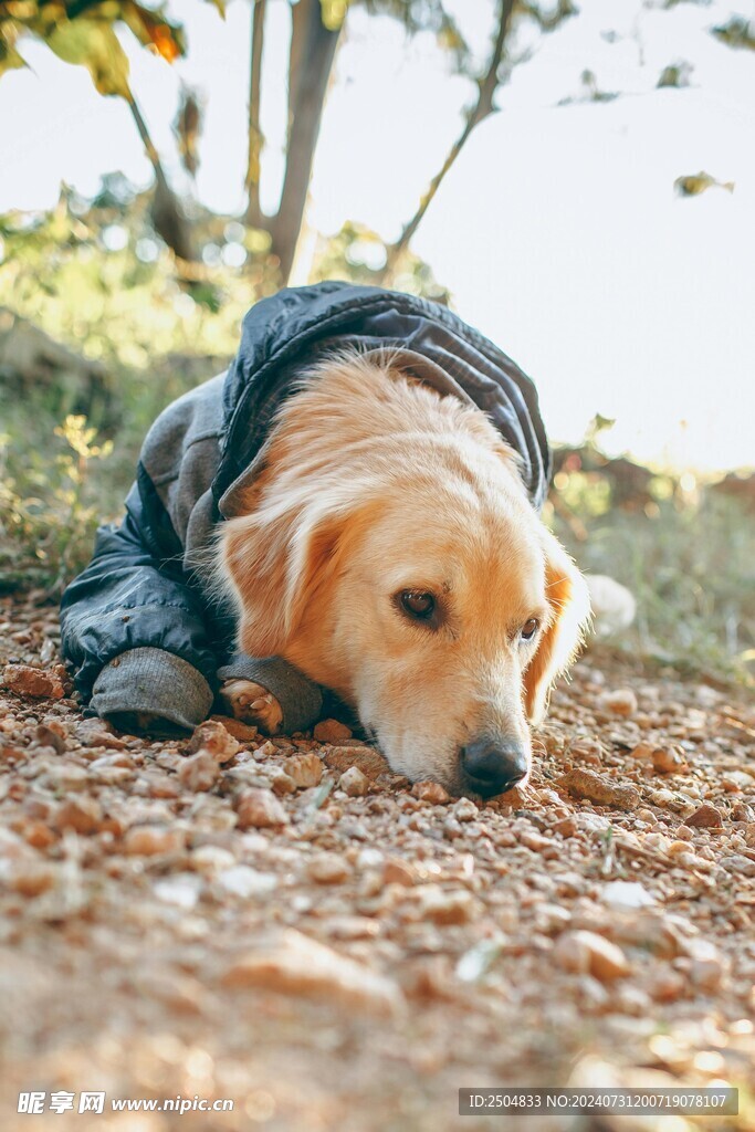 狗