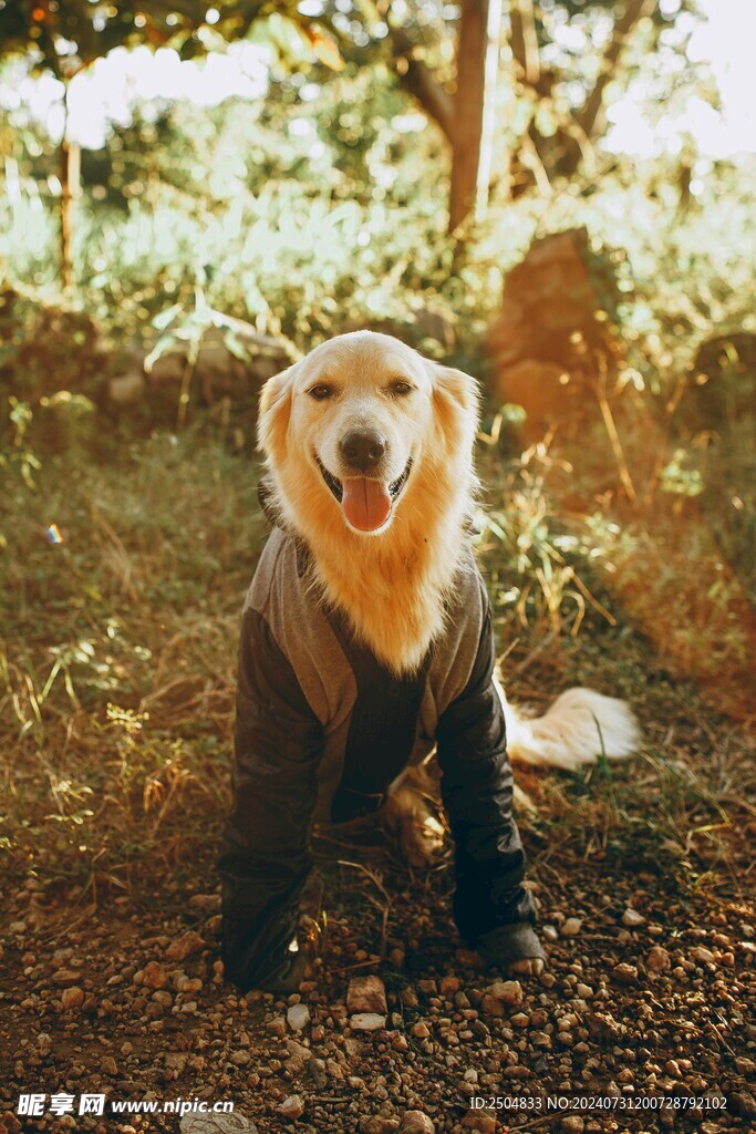 狗