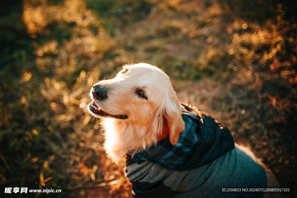 狗