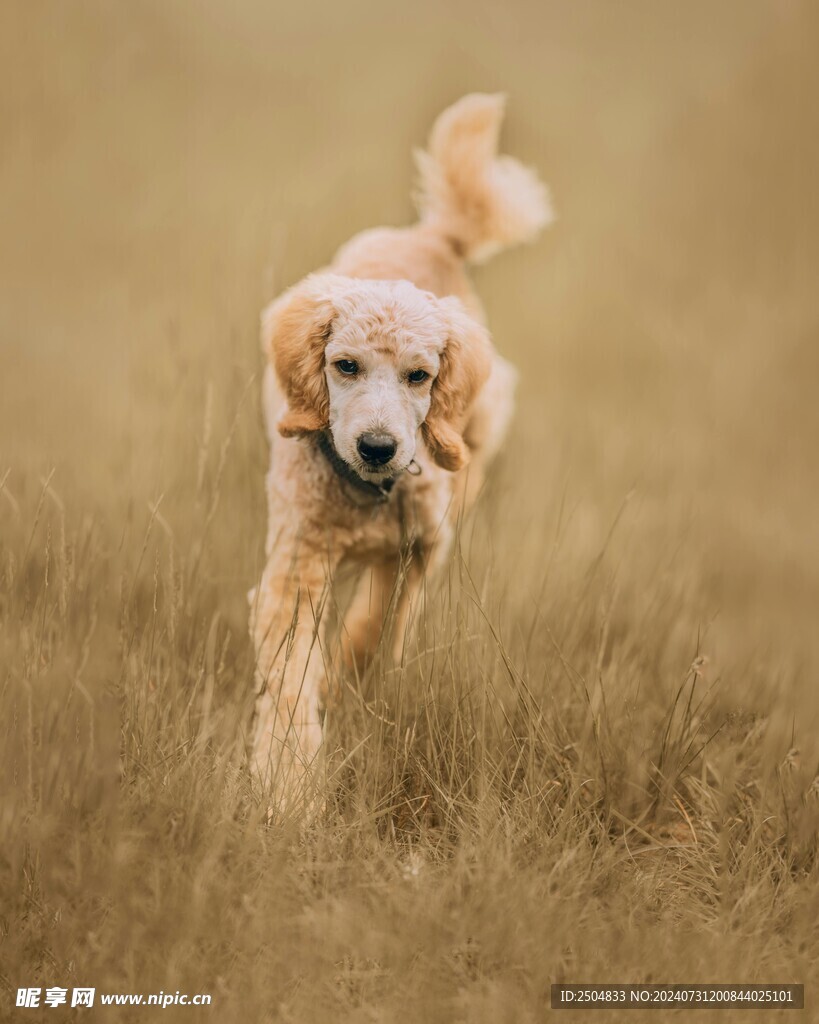 狗